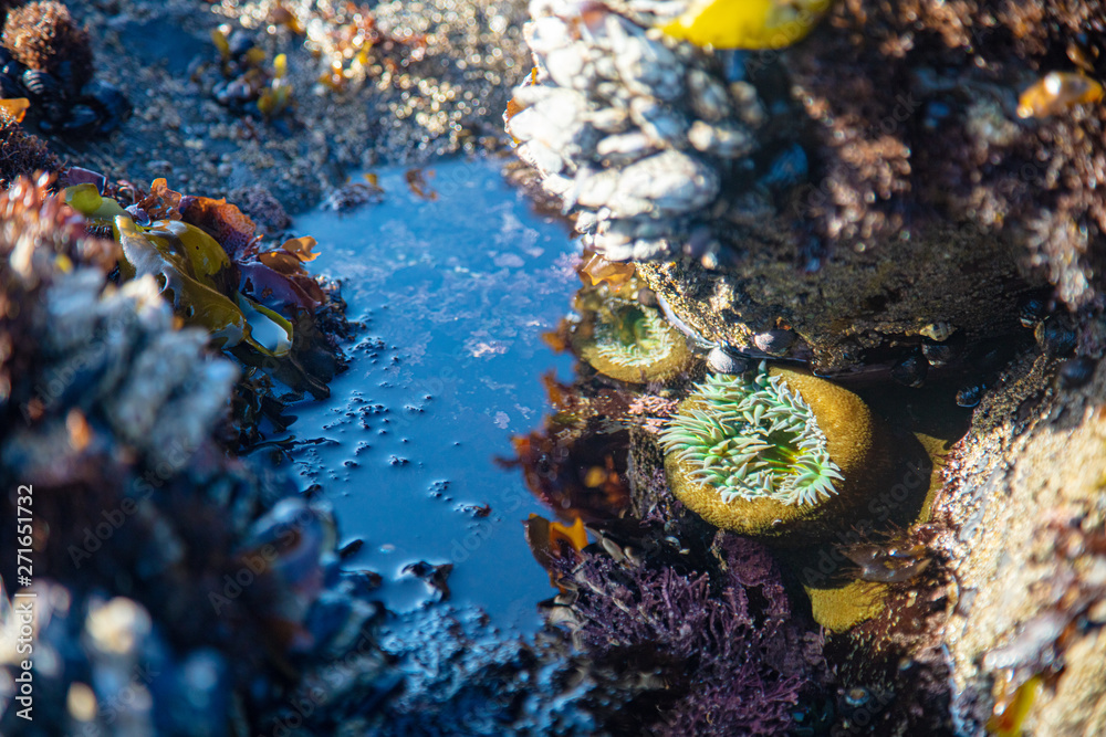 Fototapeta premium sea anemone low tide