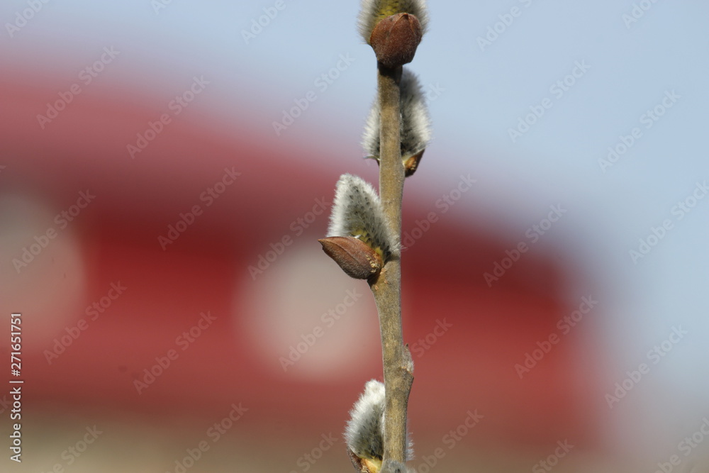 Blooming pussy willow branch on red blurred background. Salicaceae, salix. Blooming pussy willow branch on red blurred background. Salicaceae, salix.