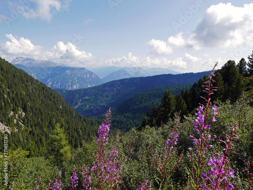 le Dolomiti verdi e suggestive in estate © tiziana