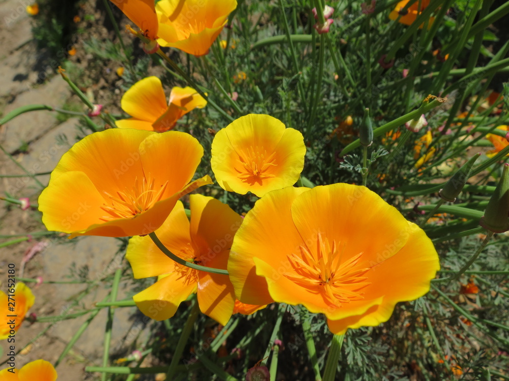 Obraz premium Kalifornischer Mohn