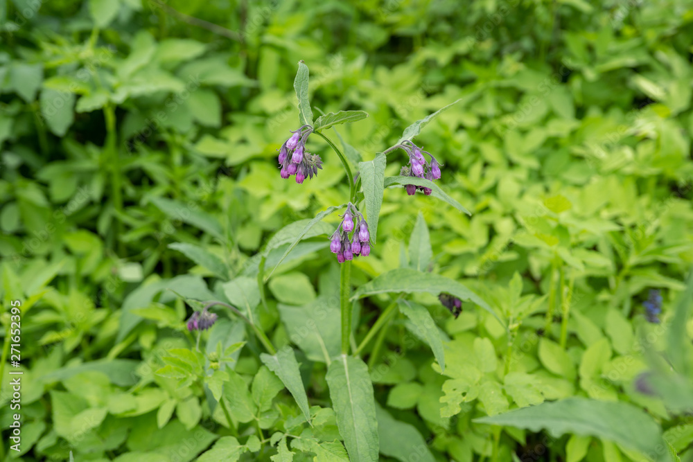 Symphytum officinale healing herbal flower plant Symphytum officinale healing herbal flower plant
