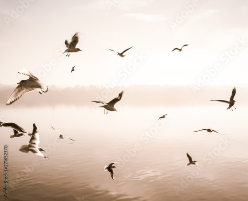 Flying Birds © Yo