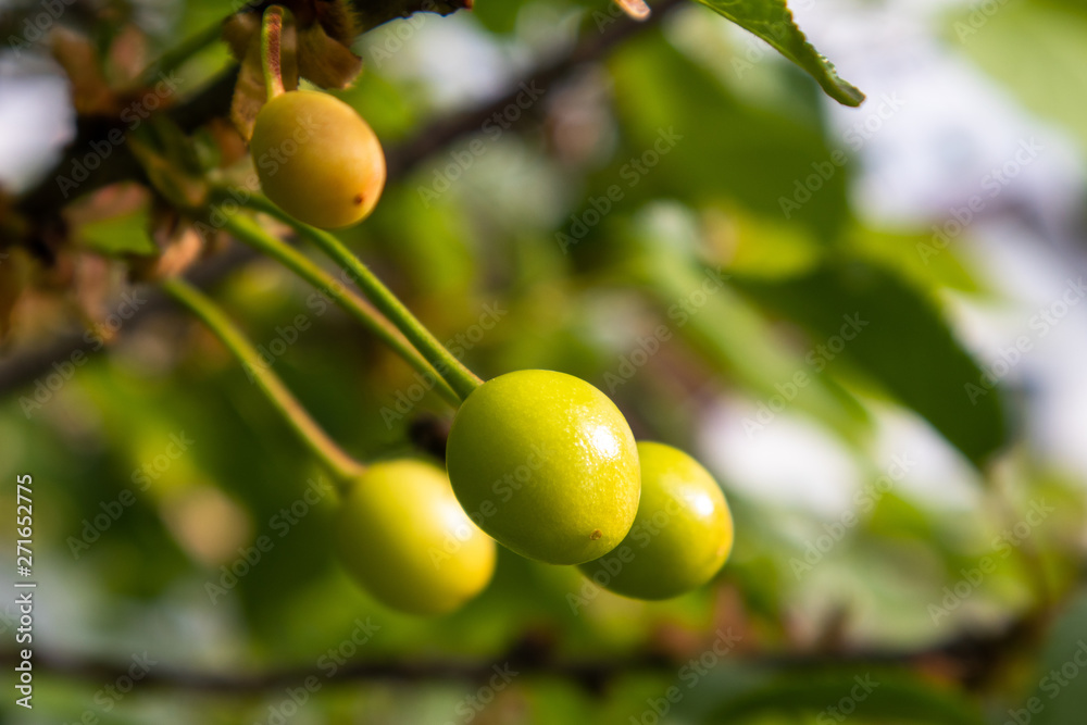 Immature green cherries on cherry tree