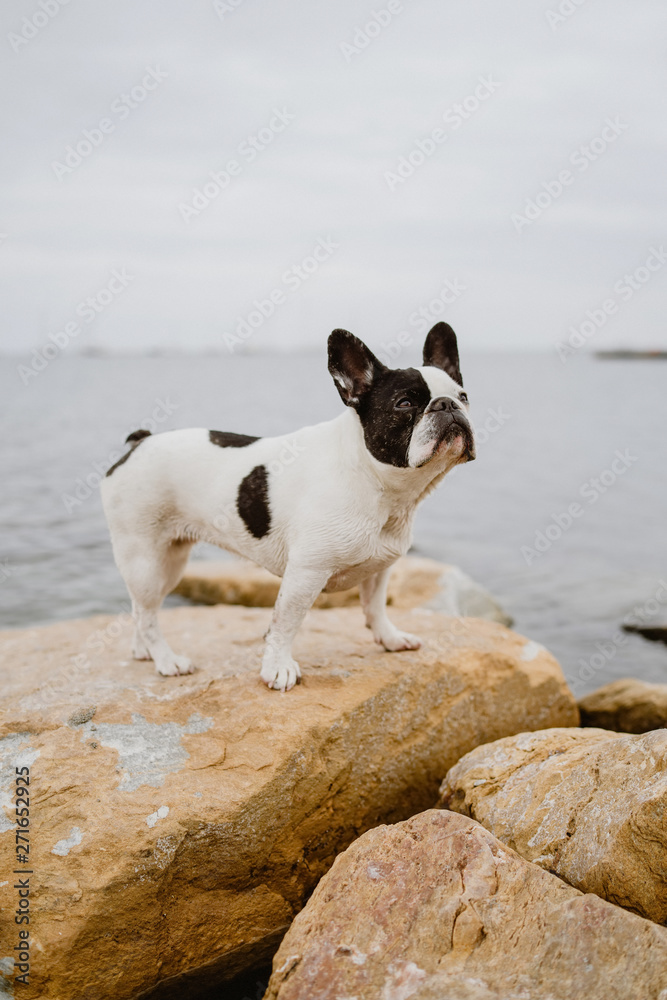 Cute French Bulldog standing on rough stones near calm sea on moody day Cute French Bulldog standing on rough stones near calm sea on moody day