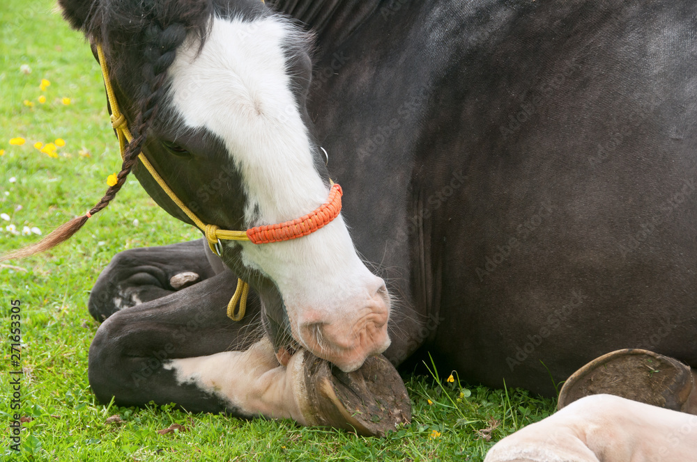 custom made wallpaper toronto digitalPony lying down on the grass & chewing on a itchy foot.