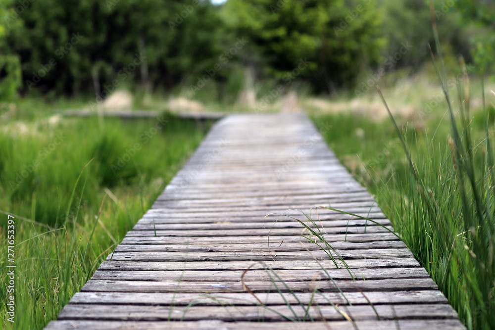 Un chemin de bois dans les Hautes Fagnes belge Un chemin de bois dans les Hautes Fagnes belge