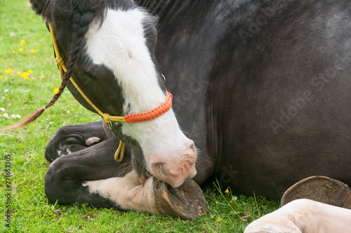 Wallpaper Mural Pony lying down on the grass & chewing on a itchy foot. Torontodigital.ca
