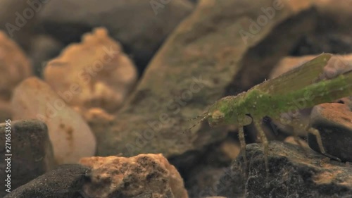 Damselfly larvae hunting mosquito larvae 1141 1