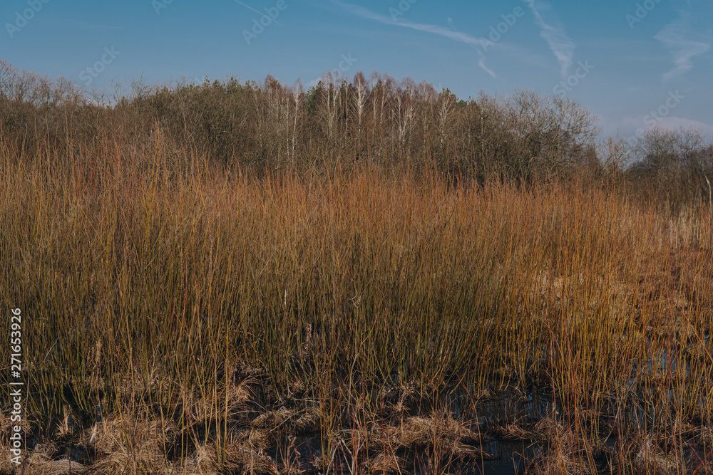 landscape with swamps landscape with swamps