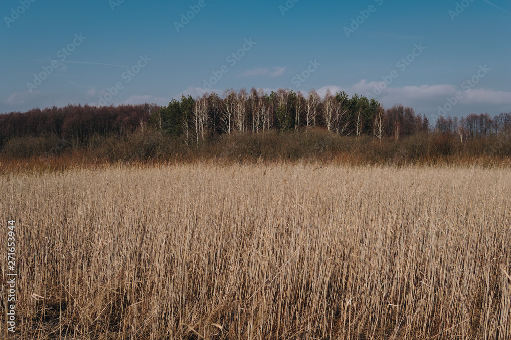 landscape with swamps landscape with swamps