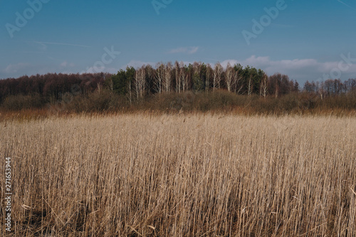 landscape with swamps