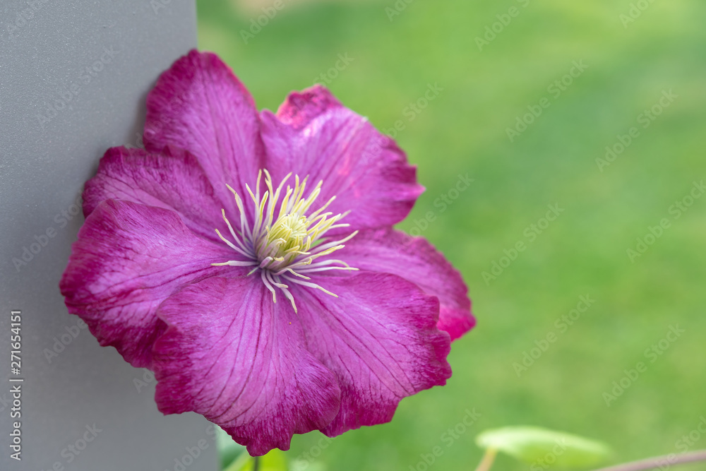 Fototapeta premium Cleamtis Pflanze