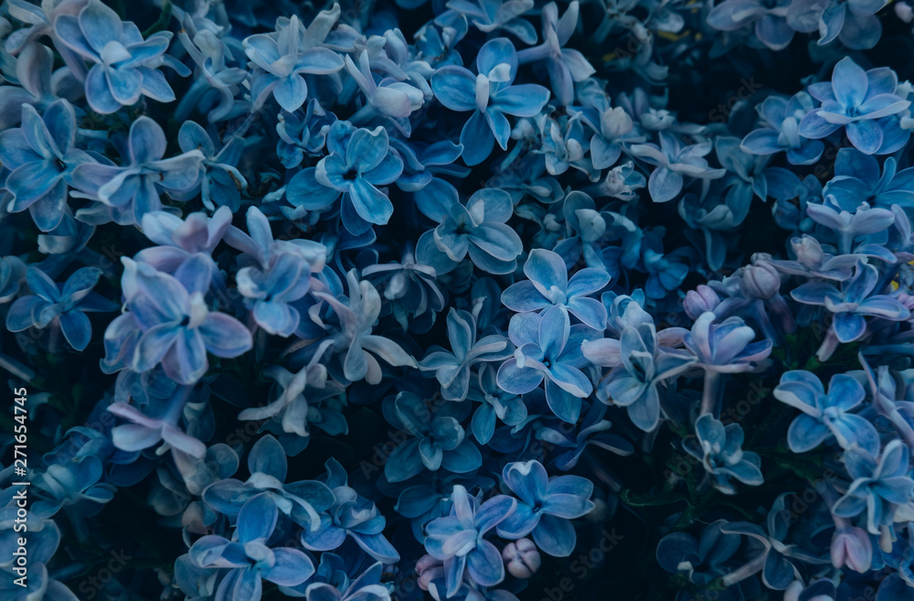 Blue lilac blossom. Great natural spring and summer background Blue lilac blossom. Great natural spring and summer background