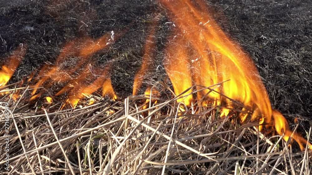 Burning dry grass. Fire movement on dry grass close up.