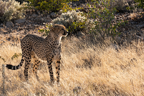 Konstfotografi Guepardo en libertad en Namibia, África.