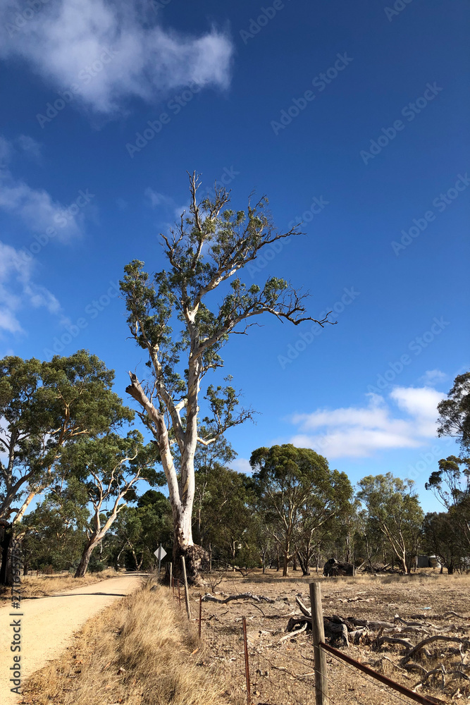 Huge Gum Tree in south Australia