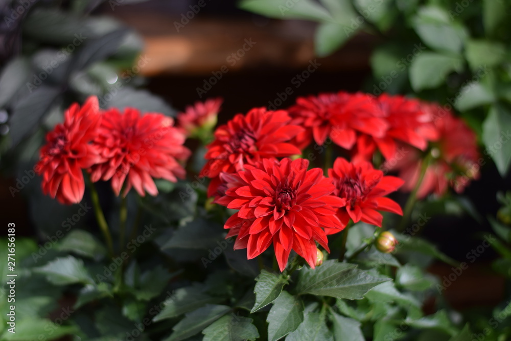 Red Dahlias Red Dahlias