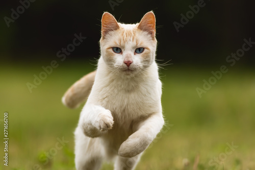 Cute White Pet Cat Having Fun and Running Through Long Grass