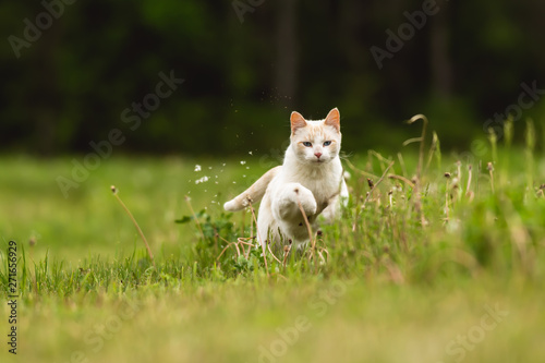 Cute White Pet Cat Having Fun and Running Through Long Grass © James