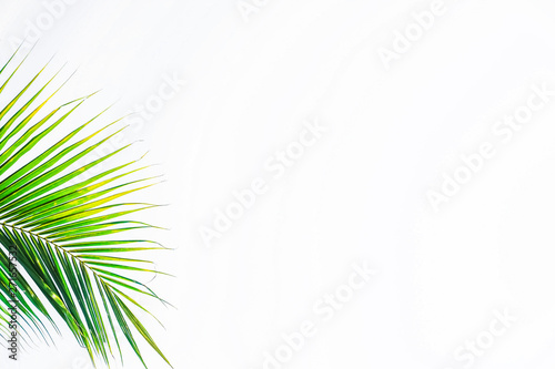 Green leaves of palm tree isolated on white background, at Phuket Thailand.