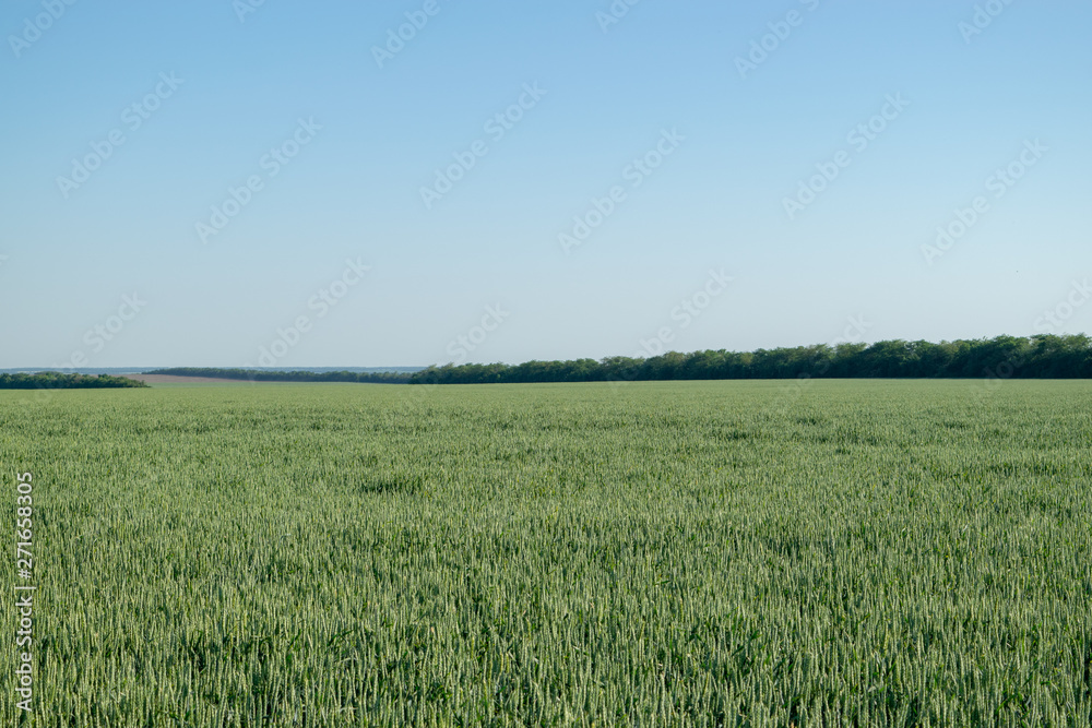 A wheat field on a sunny day, in the background are trees.