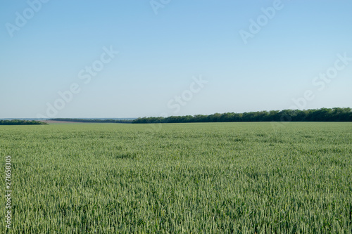 A wheat field on a sunny day, in the background are trees.