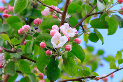 arbre en fleurs photo