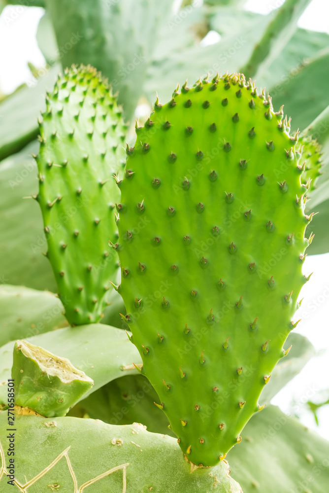 Macro photo of Prickly Pear cactus. Opuntia cactus. green background with desert plant Macro photo of Prickly Pear cactus. Opuntia cactus. green background with desert plant