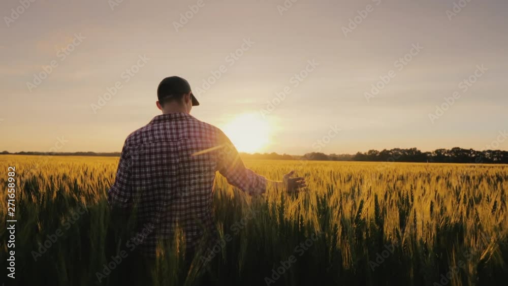 A man a farmer walks across a field of wheat in the rays of sunset, stroking spikelets with his palm