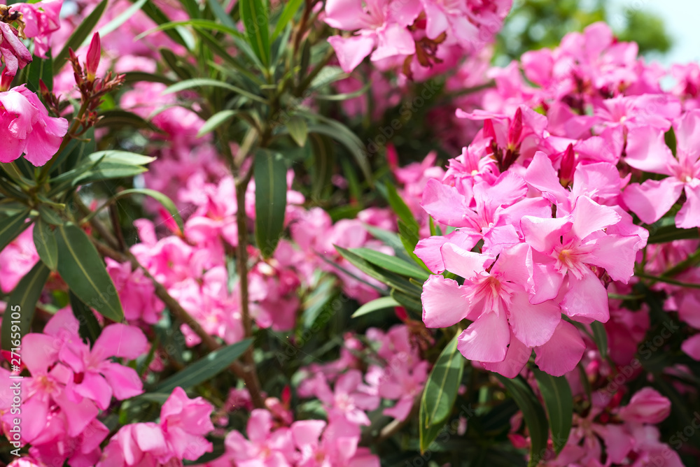 Pink oleander or Nerium flower blossoming on tree. Beautiful colorful floral background Pink oleander or Nerium flower blossoming on tree. Beautiful colorful floral background