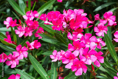 Pink oleander or Nerium flower blossoming on tree. Beautiful colorful floral background