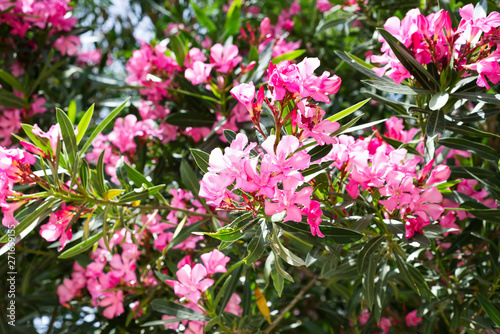 Pink oleander or Nerium flower blossoming on tree. Beautiful colorful floral background