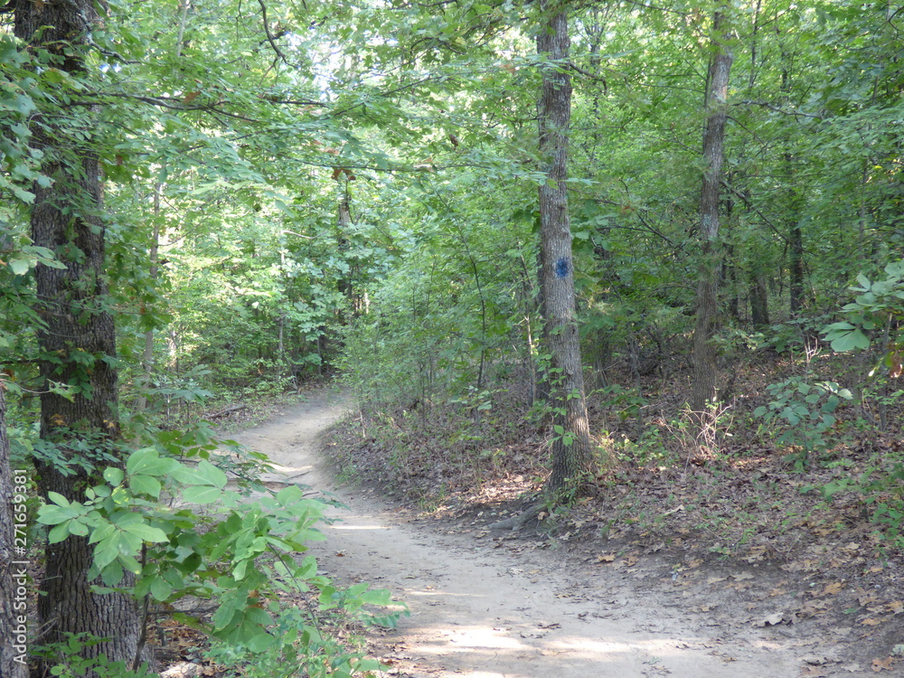 Obraz premium forest trail