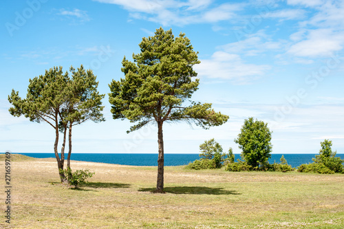 A lookout in summer at Saaremaa Estonia between pine trees