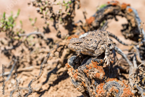 Close portrait of Phrynocephalus helioscopus agama in nature