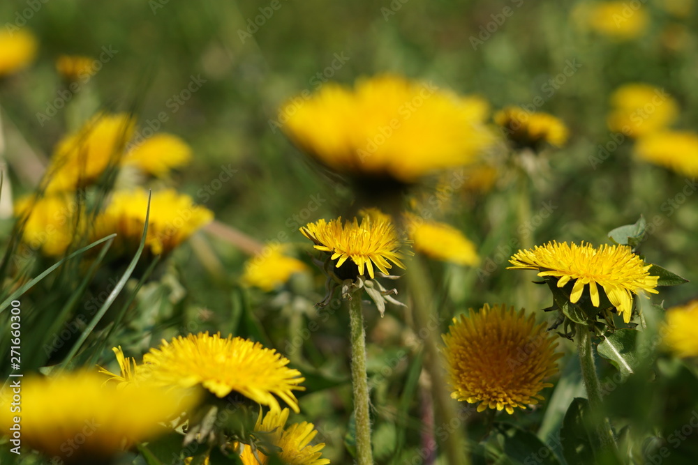 Dandelion as a detail photographed in high resolution and sharp Dandelion as a detail photographed in high resolution and sharp