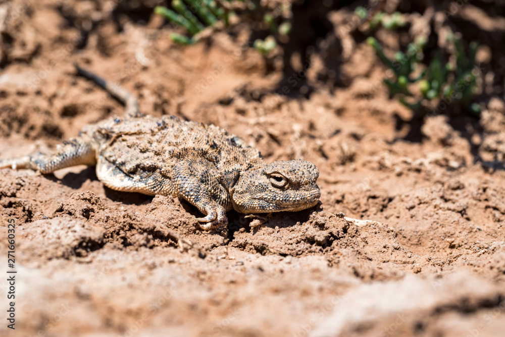 Close portrait of Phrynocephalus helioscopus agama in nature Close portrait of Phrynocephalus helioscopus agama in nature