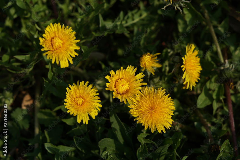 Dandelion as a detail photographed in high resolution and sharp Dandelion as a detail photographed in high resolution and sharp