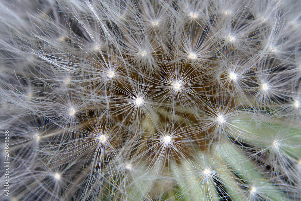 Dandelion as a detail photographed in high resolution and sharp Dandelion as a detail photographed in high resolution and sharp