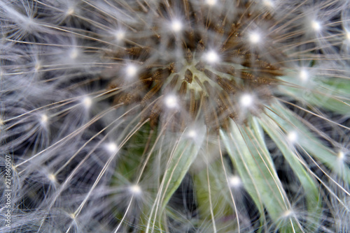 Dandelion as a detail photographed in high resolution and sharp © helfei