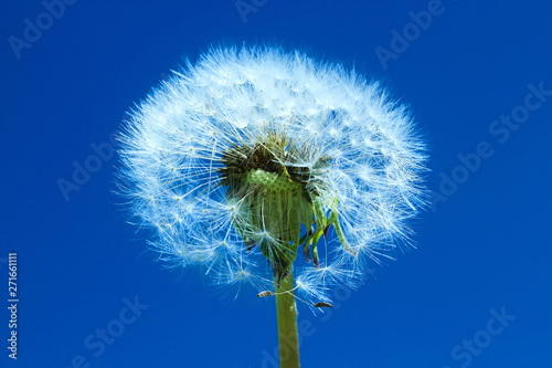 Fluffy dandelion against blue sky