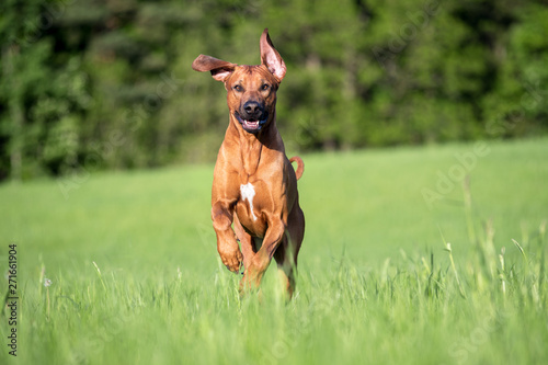 Happy rhodesian ridgeback dog running on the meadow photo