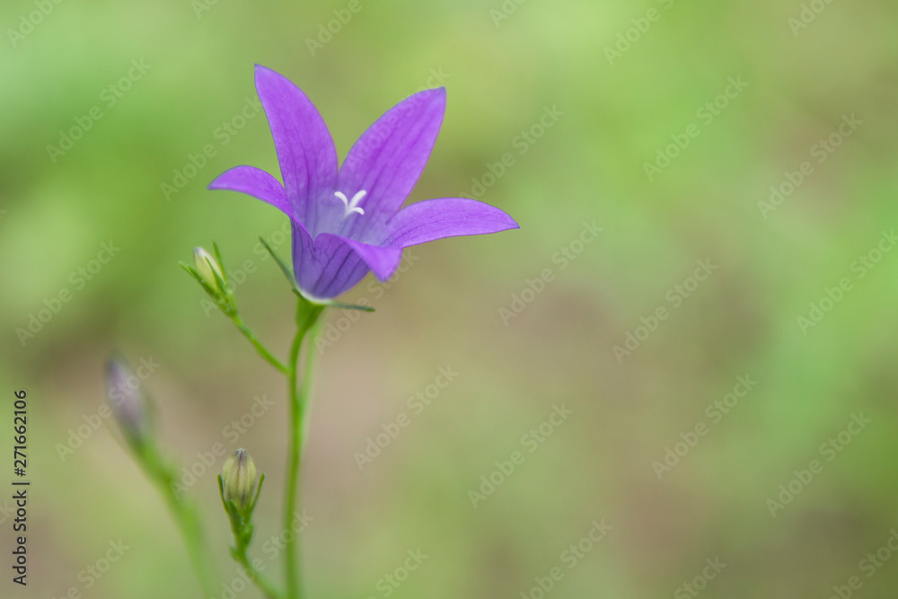 Plants summer nature, blue flower bell. Blue flower bell, summer nature plants Plants summer nature, blue flower bell. Blue flower bell, summer nature plants