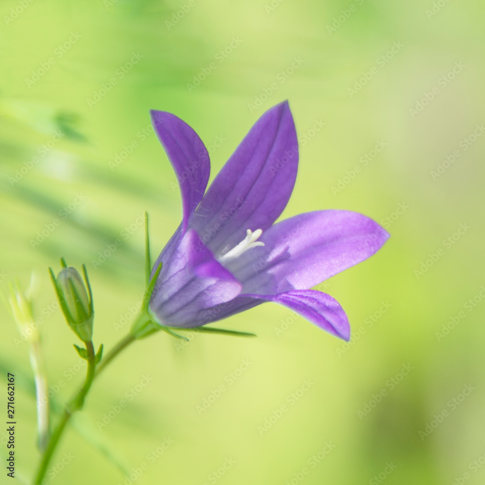 Plants summer nature, blue flower bell. Blue flower bell, summer nature plants Plants summer nature, blue flower bell. Blue flower bell, summer nature plants