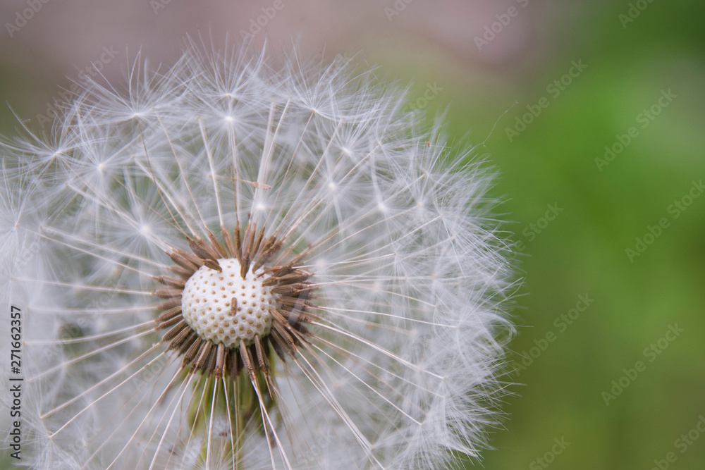 Fototapeta premium White fluffy dandelion on a background of green grass in the afternoon in summer. Beautiful White fluffy dandelion on a background of green grass