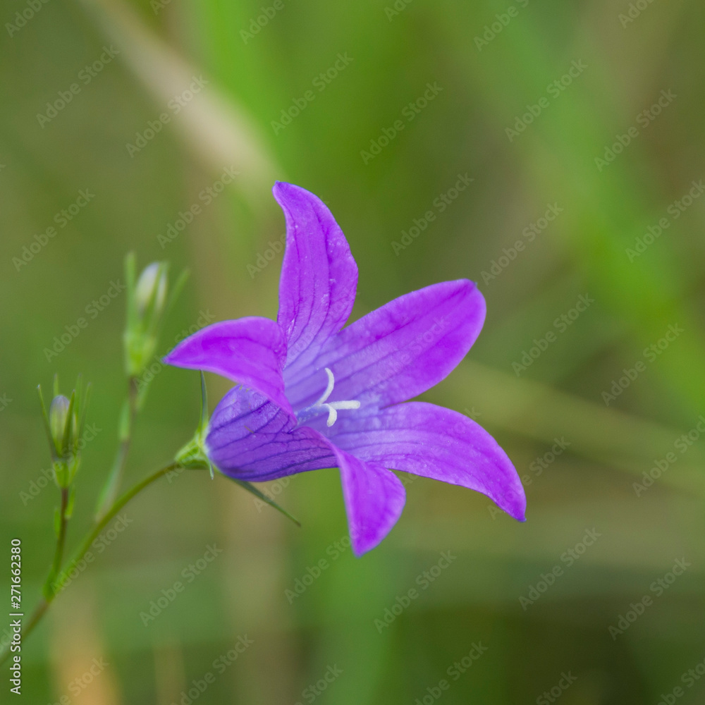 Plants summer nature, blue flower bell. Blue flower bell, summer nature plants Plants summer nature, blue flower bell. Blue flower bell, summer nature plants