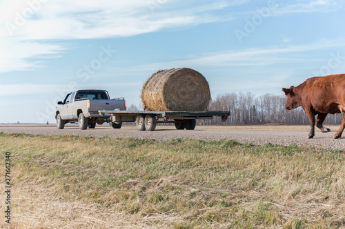 Billede på lærred truck hauling a hay bale with a cow following behind
