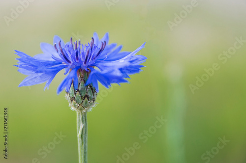 Blue bachelor button flowers - cornflower, centaurea cyanus - in the wild, on a sunny day