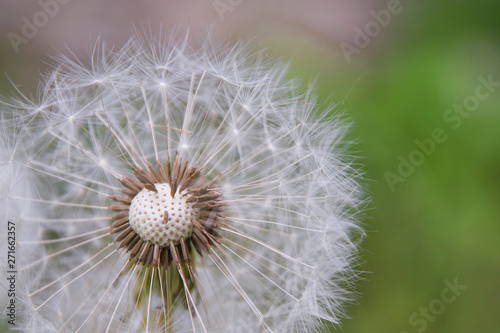 White fluffy dandelion on a background of green grass in the afternoon in summer. Beautiful White fluffy dandelion on a background of green grass