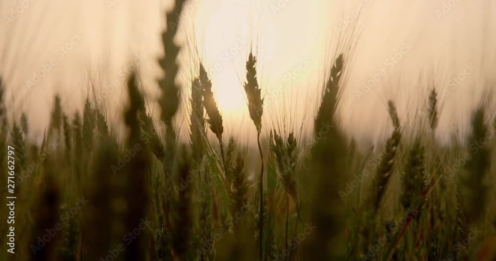 Dawn in the field of ears Dawn in the field of ears